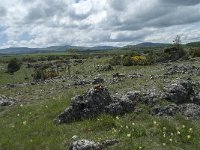 F, Lozere, Le Pompidou, l' Hospitalet 35, Saxifraga-Willem van Kruijsbergen